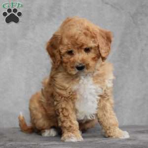 Wally, Cavapoo Puppy